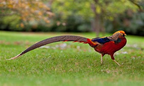 10 species of birds have beautiful long tail feathers