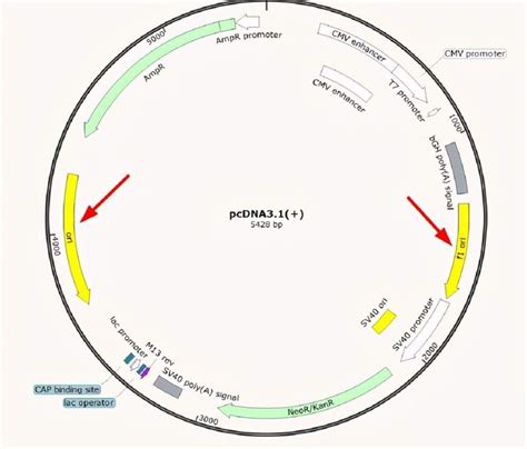 How to read the plasmid map? - ADC Technologies