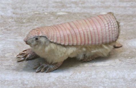 Armadillo | 9-Banded Species, Habitat & Diet | Britannica