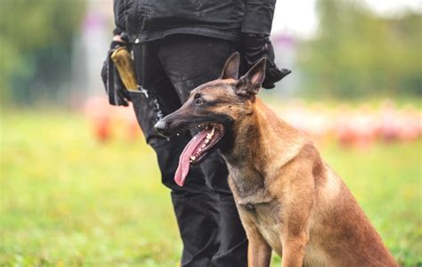 9 Amazing Police Dog Breeds (And What They Do) | Nylabone