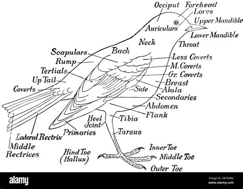 This diagram represents Labeled bird, vintage line drawing or engraving ...