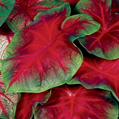 Caladium Buck Dormant Bulbs (12-Pack) 70210 - The Home Depot | Caladium ...