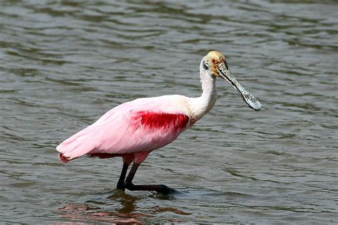 Roseate spoonbill - Wikipedia