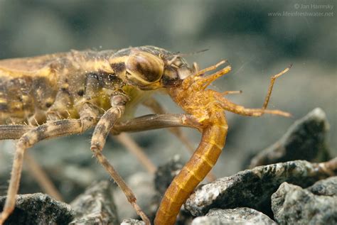 Dragonfy nymphs (Odonata, Anisoptera) | LIFE IN FRESHWATER