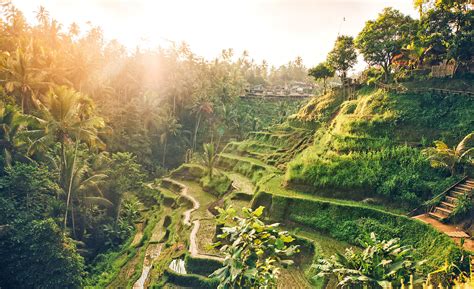 tegalalang-rice-field - Alaya Resort Ubud | ALAYA Hotels & Resorts