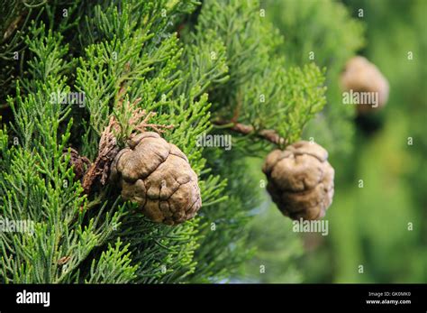 cypress cones - cypress cone 01 Stock Photo - Alamy