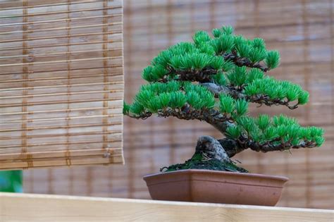 Premium Photo | A dwarf pine bonsai tree at the japanese exposition