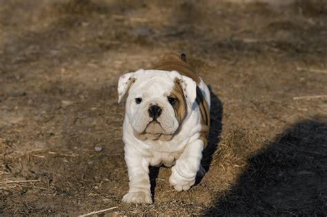 Miniature Bulldog - Guide & Top Facts - Animal Corner