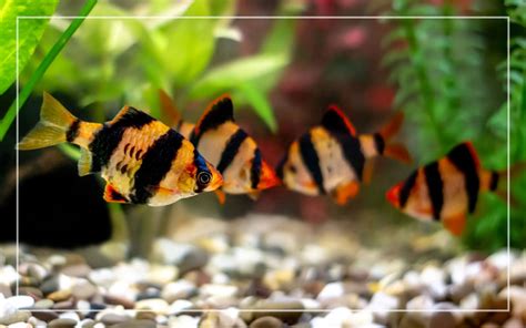 Best Food for Tiger Barbs - How to Feed Your Tiger Barb Fish