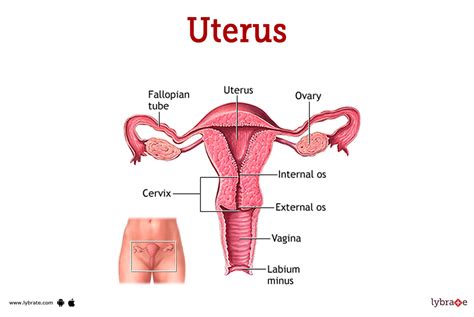 Parts Of Ovary Of Female