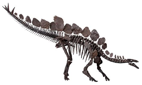 Stegosaurus - Wikipedia