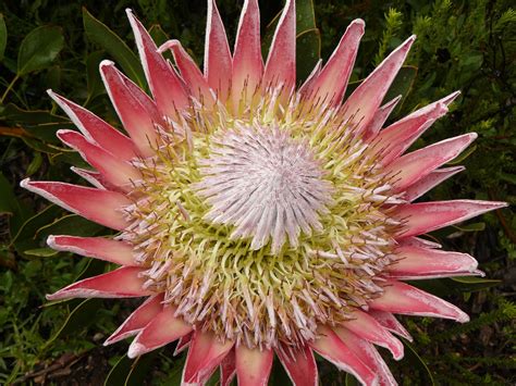 Peter Lovett's ramblings : King of the Fynbos, Protea cynaroides, South ...