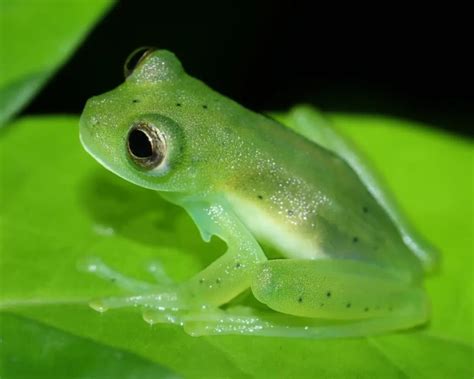 Andes giant glass frog - Facts, Diet, Habitat & Pictures on Animalia.bio