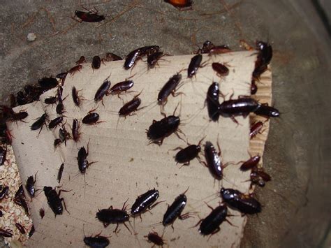 Waterbug Cockroaches: Facts, Prevention & Roach Control