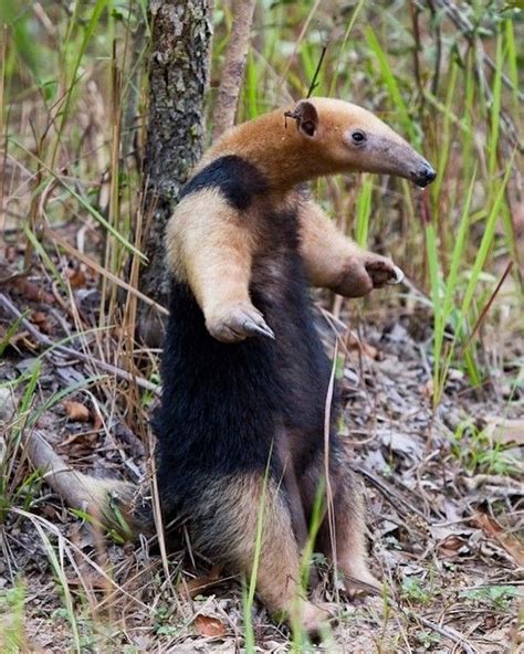 What’s a tamandua? The southern tamandua (Tamandua tetradactyla) is a ...