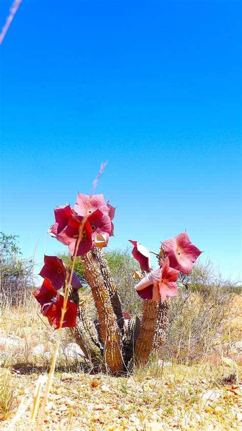 #Desert #Plants #Namibia #Hoodia | Unusual plants, Desert plants ...