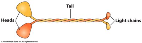 Kinesin Structure and Transport Cycle Flashcards | Quizlet