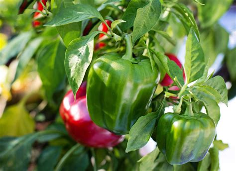 Capsicum Plant; Everything you need to know | SkyPerma