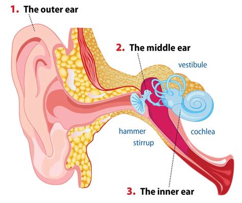 Ear Diagrams For Kids