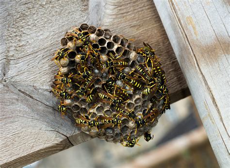 Wasps: watch out this summer - The Cullman Tribune