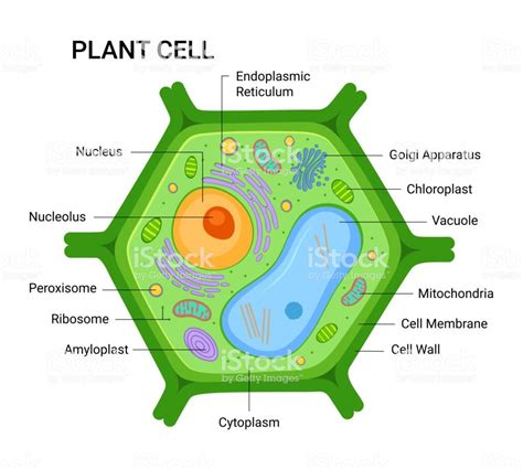 Plant Cell Diagram Plant Cell Diagram Cell Diagram Plant Cell | Images ...