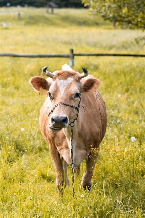 Brown jersey cow stock image. Image of farming, countryside - 14341505