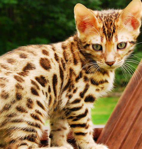 Bengal Kittens Wallpapers - Wallpaper Cave