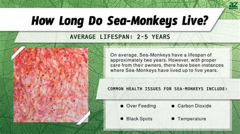 Sea-Monkey Lifespan: How Long Do Sea-Monkeys Live? - A-Z Animals