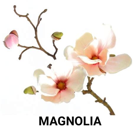 MAGNOLIA FRAGRANCE OIL 100ml – Artsila