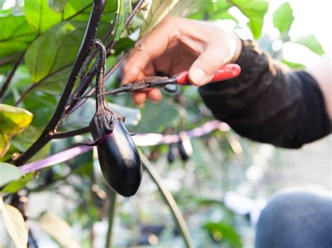 When to Harvest Eggplant - Gardening Tips 2024 - Northern Nester