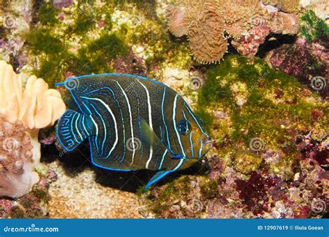 Juvenile Koran Angelfish In Aquarium Royalty Free Stock Images - Image ...