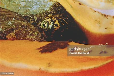 Queen Conch Eyes Photos and Premium High Res Pictures - Getty Images