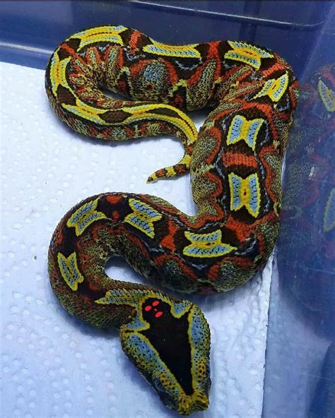 Meet the Rhinoceros viper (Bitis nasicornis) It is a venomous snake ...