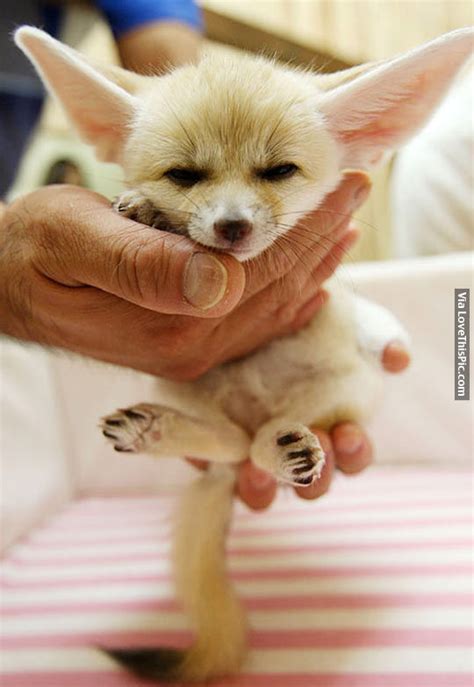 Tiny Baby Fennec Fox Pictures, Photos, and Images for Facebook, Tumblr ...