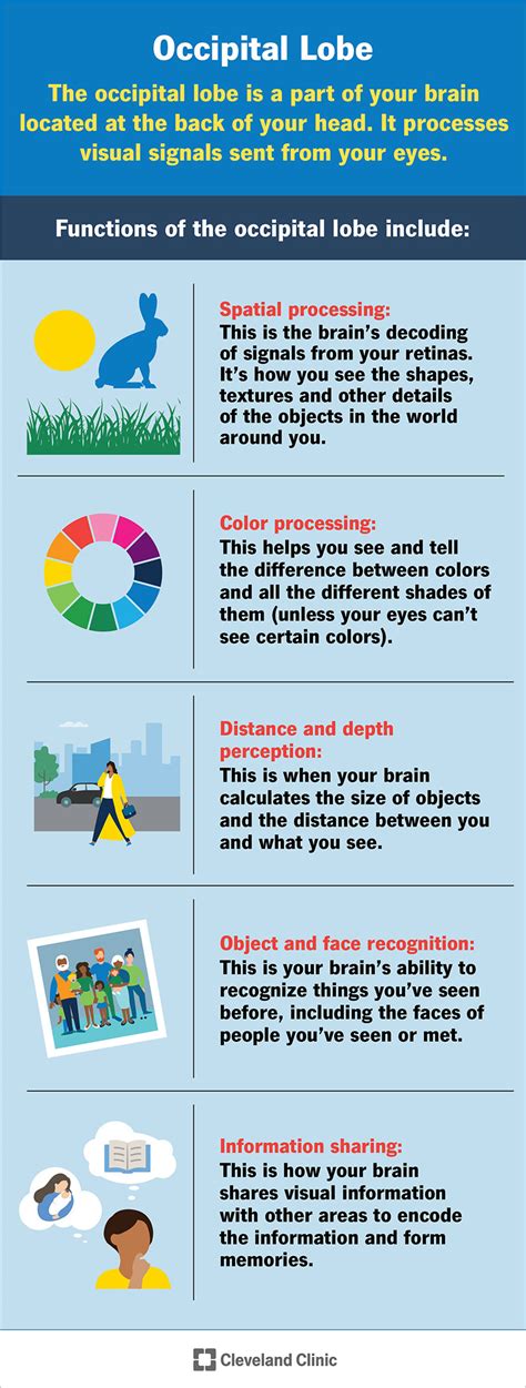 Occipital Lobe: Function, Location & Conditions