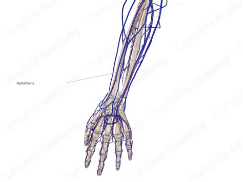 Radial Veins | Complete Anatomy