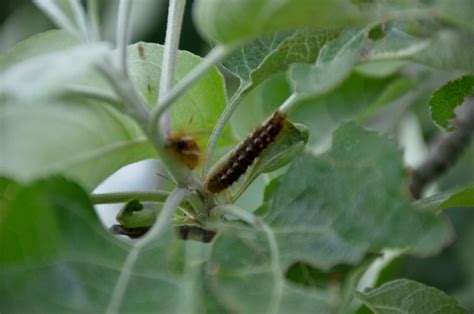 Brown Tail Moth Outbreak Makes Life Itchy for Maine Farmers - Modern Farmer