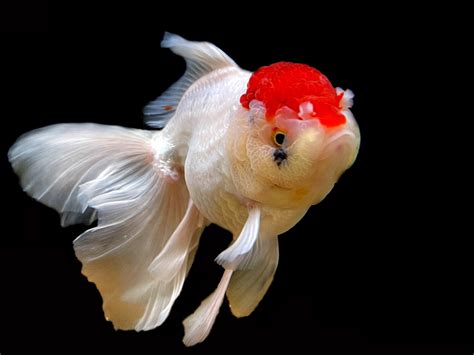 Red Cap Oranda Goldfish 4K HD Wallpapers