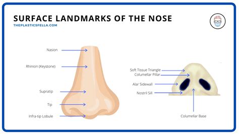 Clinical Anatomy of the Nose