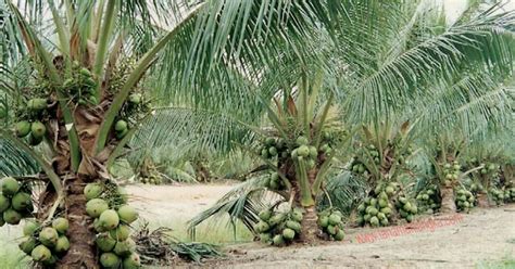 Budidaya Kelapa Pandan Wangi Malaysia | Tanaman Langka