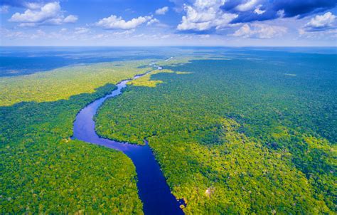 The Amazon rainforest is under threat: here’s how you can help - Lonely ...