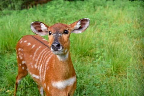 Sitatunga | The Maryland Zoo