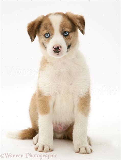 Dog: Blue-eyed red merle Border Collie puppy photo WP34959