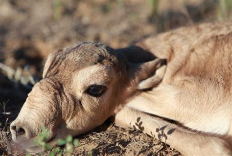 Saiga Antelopes Look Like Adorable Star Wars Characters! - Baby Animal Zoo