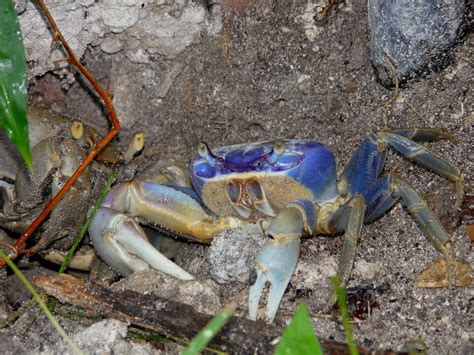 Blue Land Crab at Key West P1030579 | Blue Land Crab (cardis… | Flickr