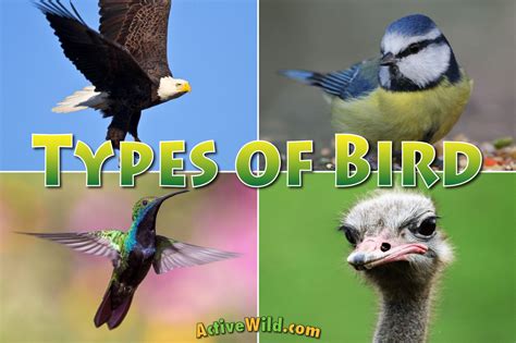 Different Types Of Birds: List With Pictures & Interesting Facts