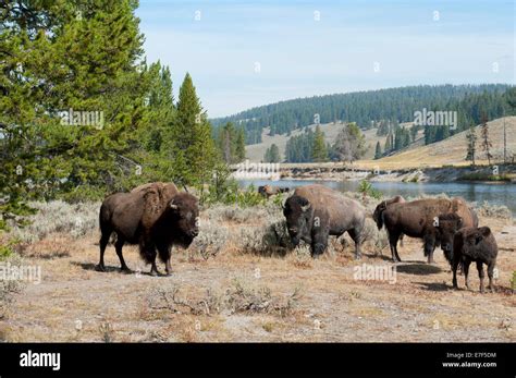 Herd of American Bison (Bison bison) beside Yellowstone River ...