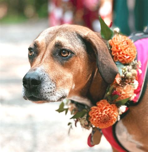 Floral Dog Collar — Two Boots Farm