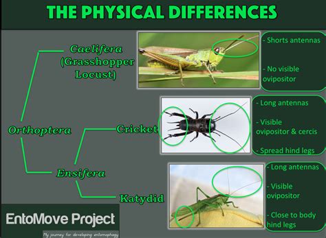 "The bug-investigation" - Locust, grasshopper, cricket or katydid?