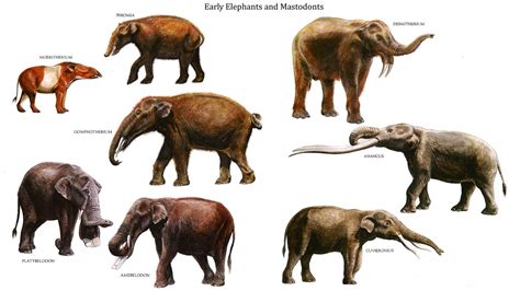 Early Pachyderms. Row 1: Moeritherium, Phomia, Dinotherium; Row 2 ...